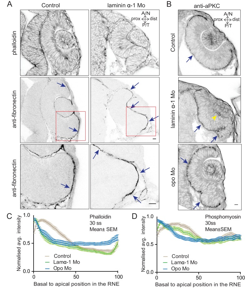 Figure 4—figure supplement 3.