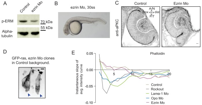 Figure 5—figure supplement 2.