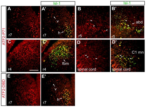 Figure 4