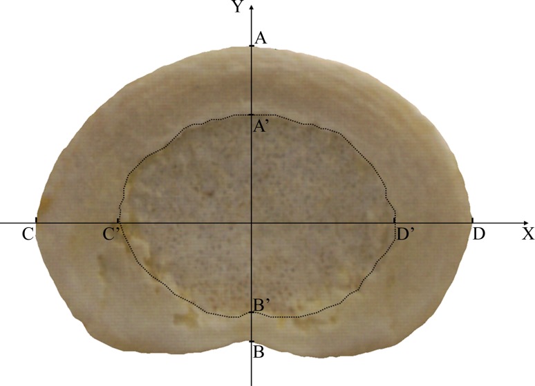 Fig. 2