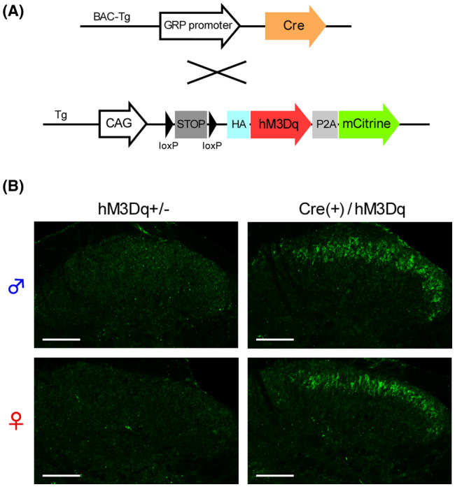 FIGURE 1