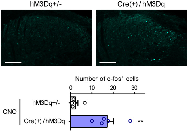 FIGURE 3