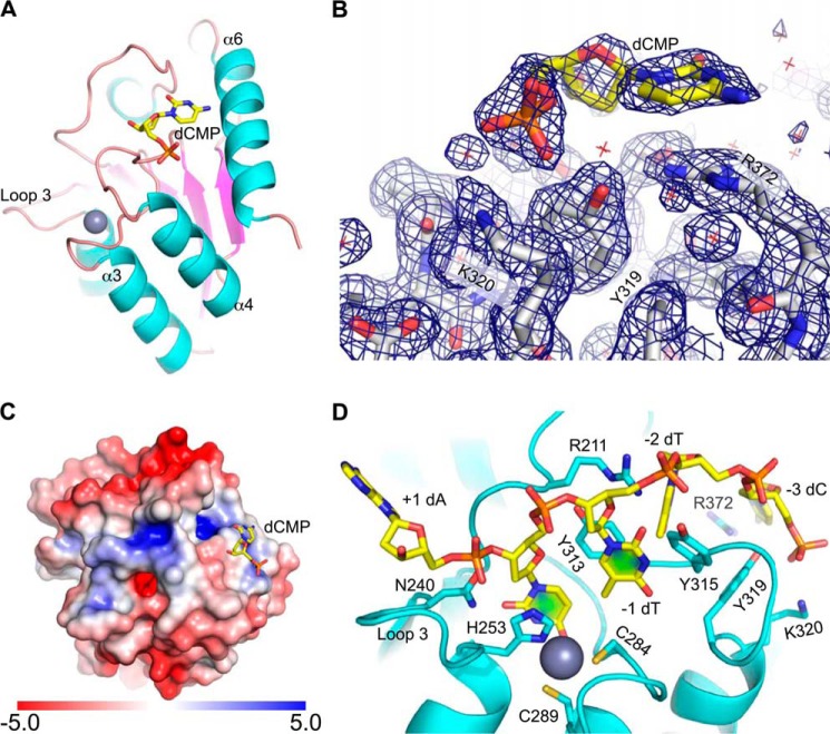 FIGURE 5.