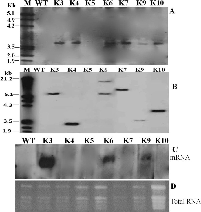 Fig 5