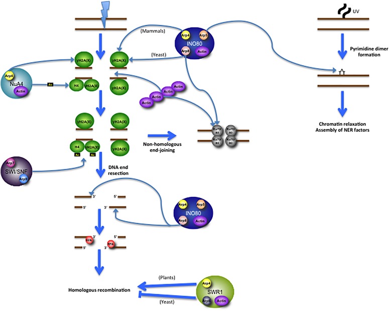 FIGURE 2