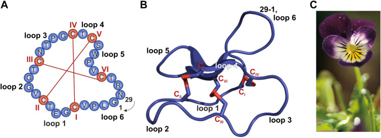 FIGURE 1