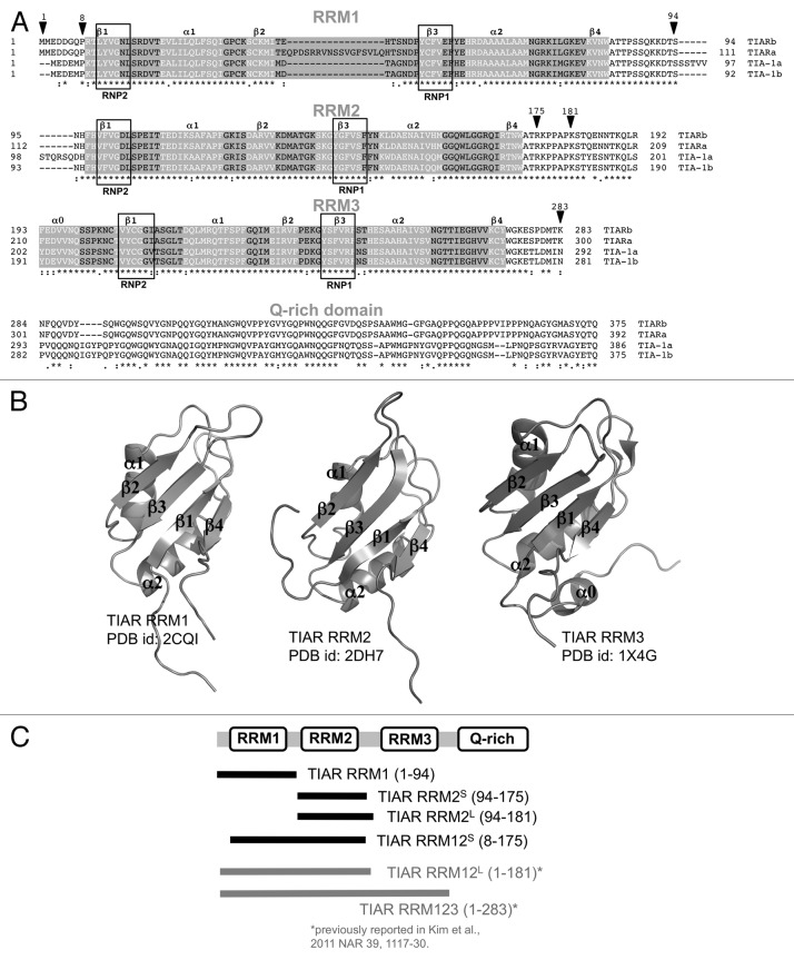 graphic file with name rna-10-579-g1.jpg