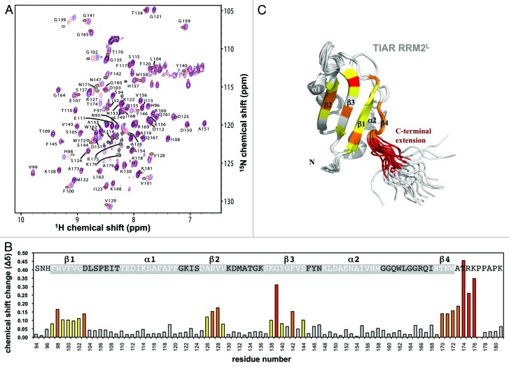 graphic file with name rna-10-579-g4.jpg