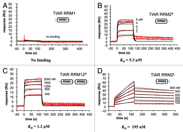 graphic file with name rna-10-579-g2.jpg