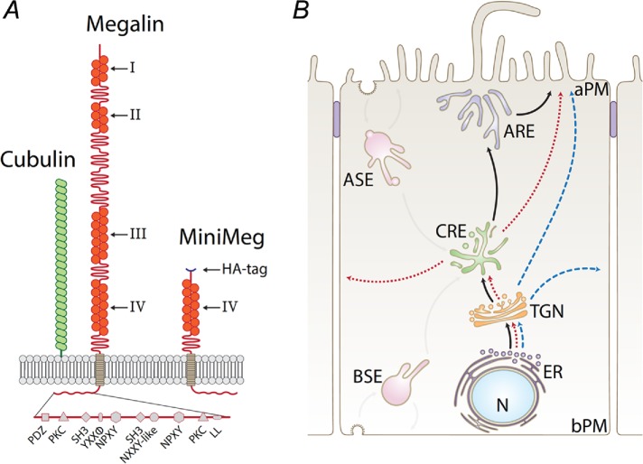 FIGURE 1: