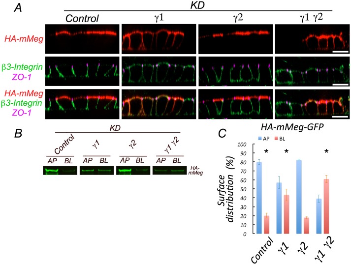 FIGURE 4: