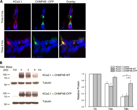 Fig. 4.