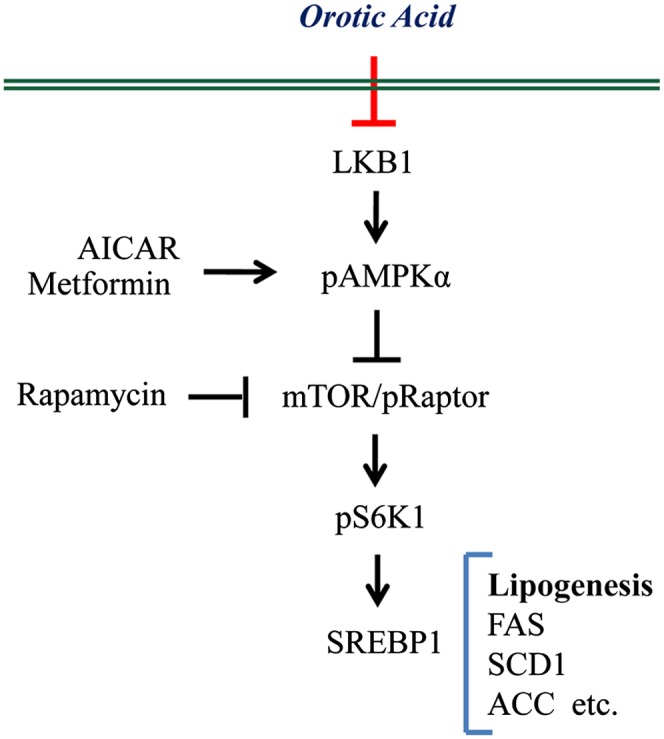 Fig.7.