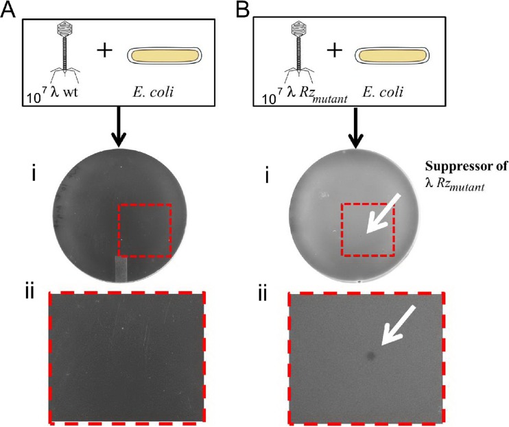 FIG 5