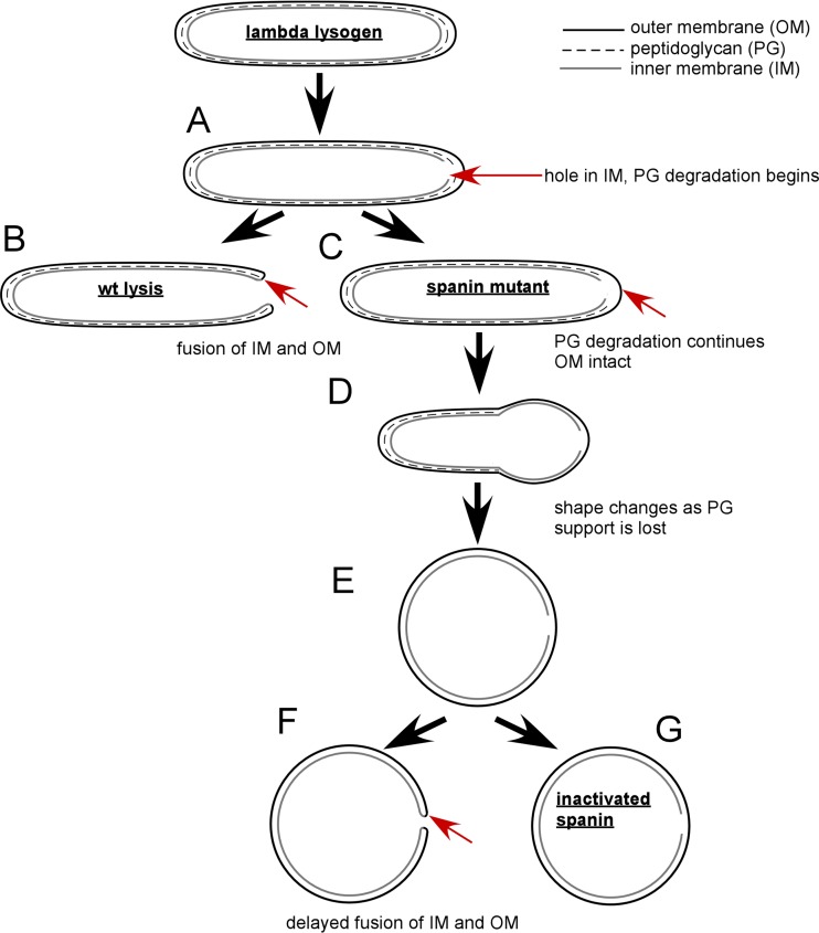 FIG 2