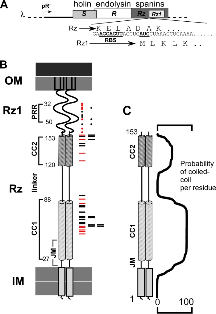 FIG 1