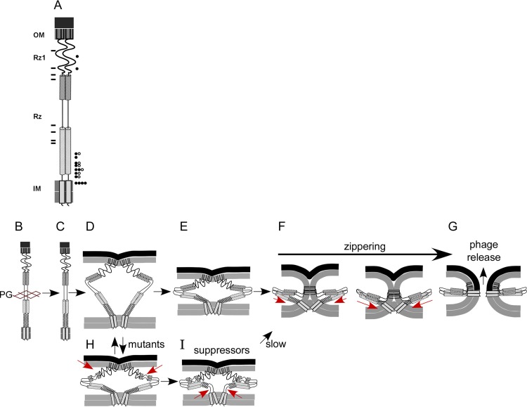 FIG 10