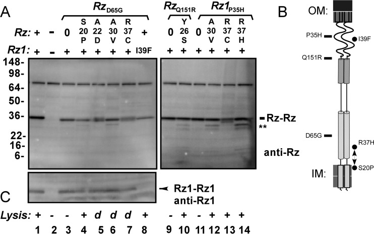 FIG 9