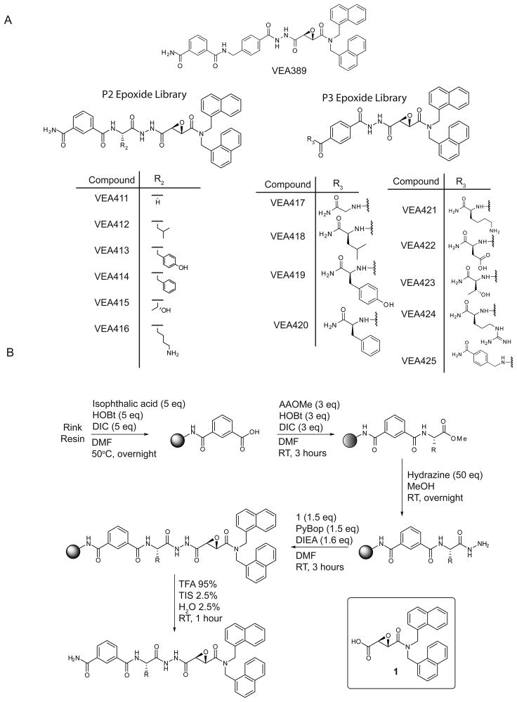 Development of small molecule inhibitors and probes of human SUMO ...