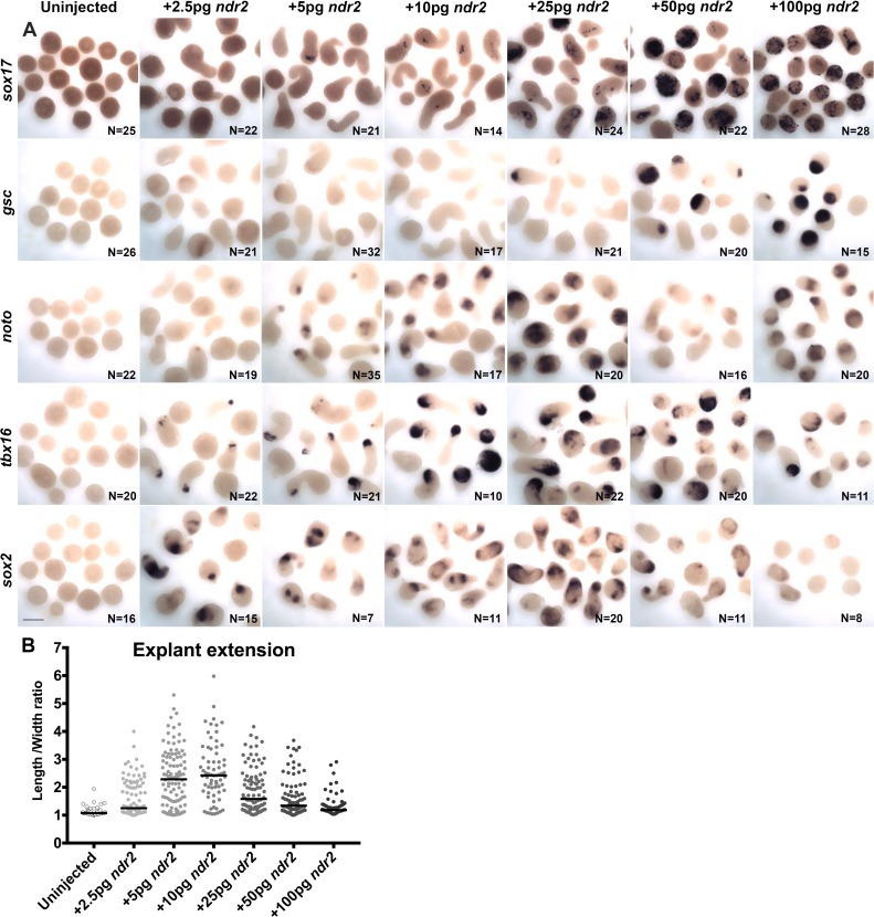 Figure 3—figure supplement 1.