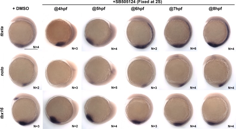 Figure 6—figure supplement 1.