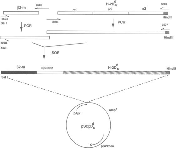 graphic file with name pnas01096-0108-a.jpg