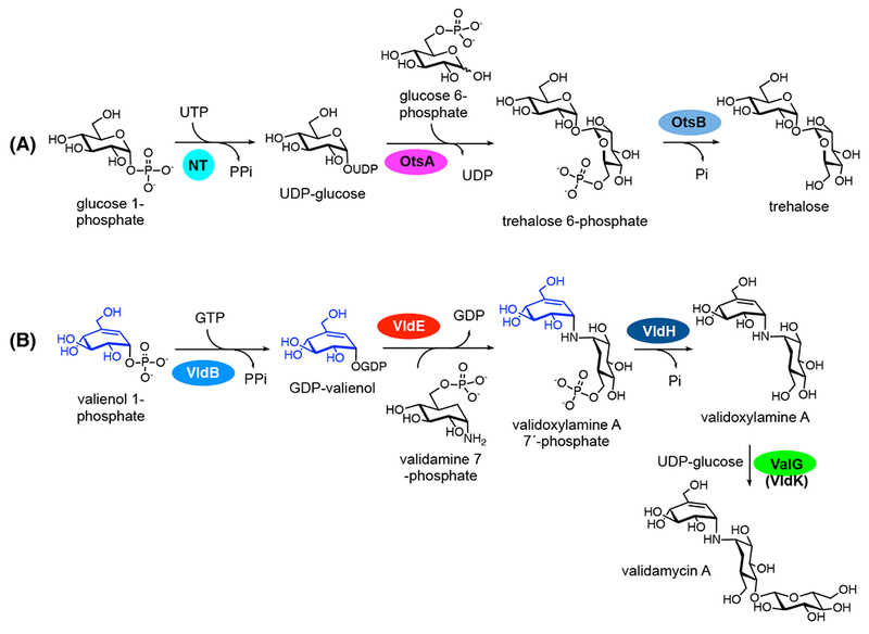 Figure 5.
