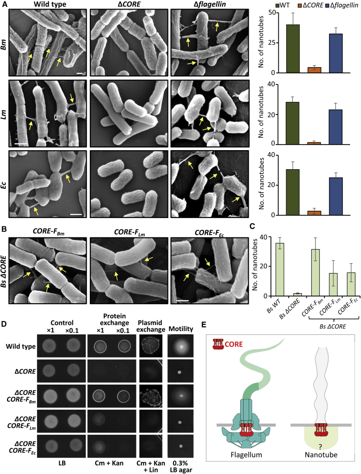 Figure 4