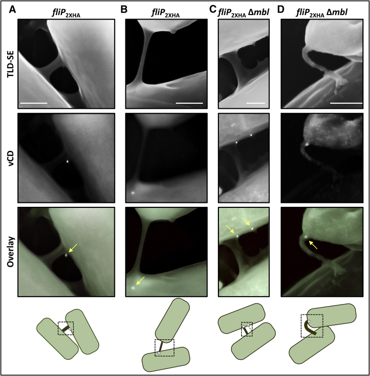 Figure 3