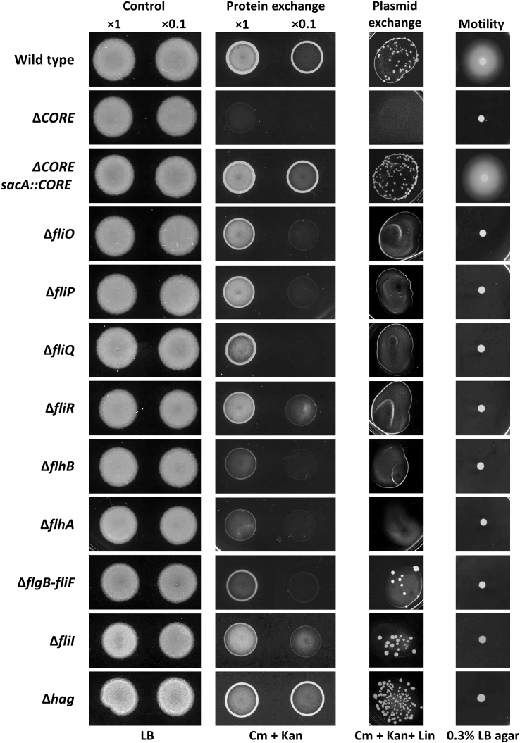 Figure 2