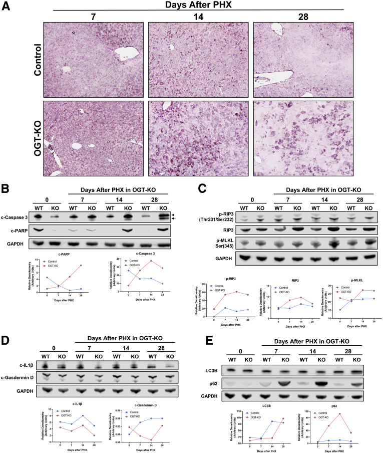 Figure 3