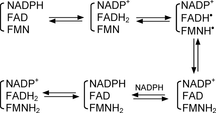 SCHEME 1.