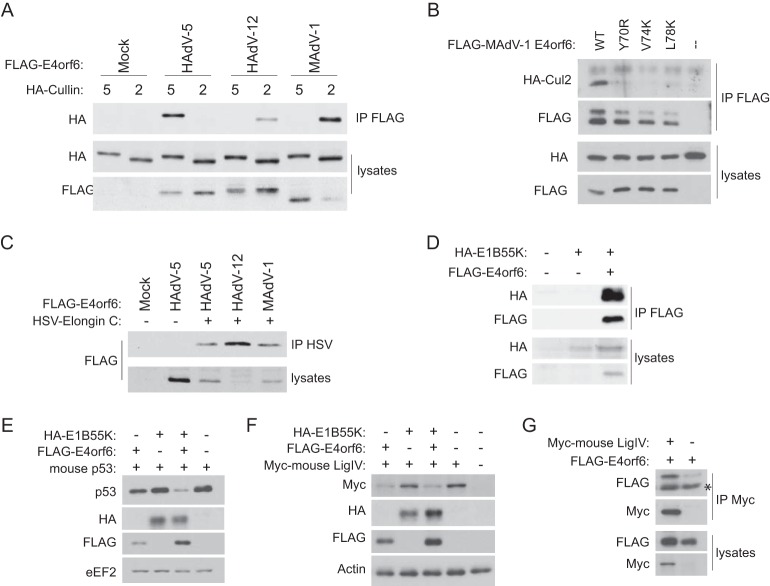 FIG 3