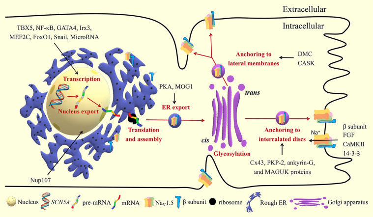 FIGURE 2