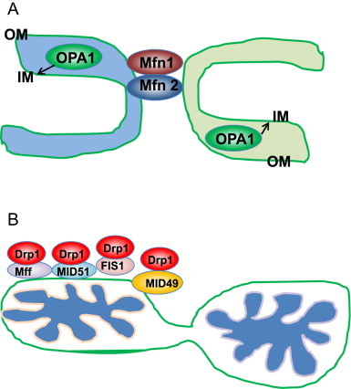 Fig. 1