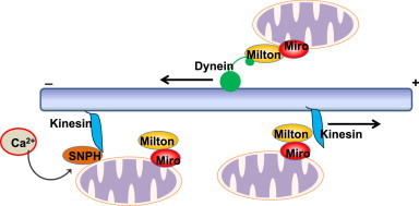 Fig. 2