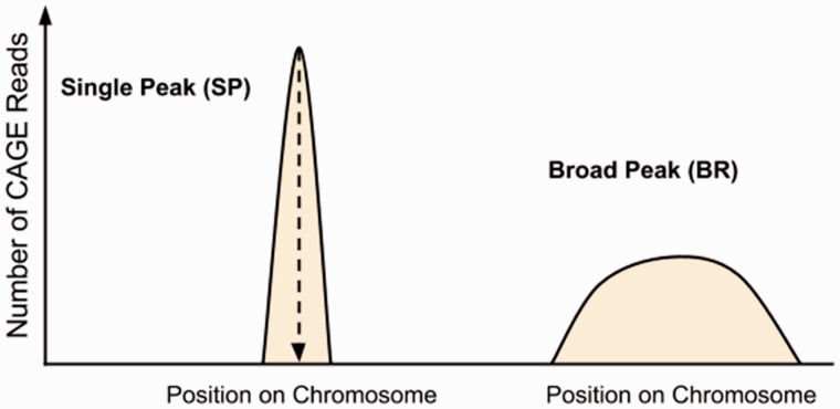 Fig 1.