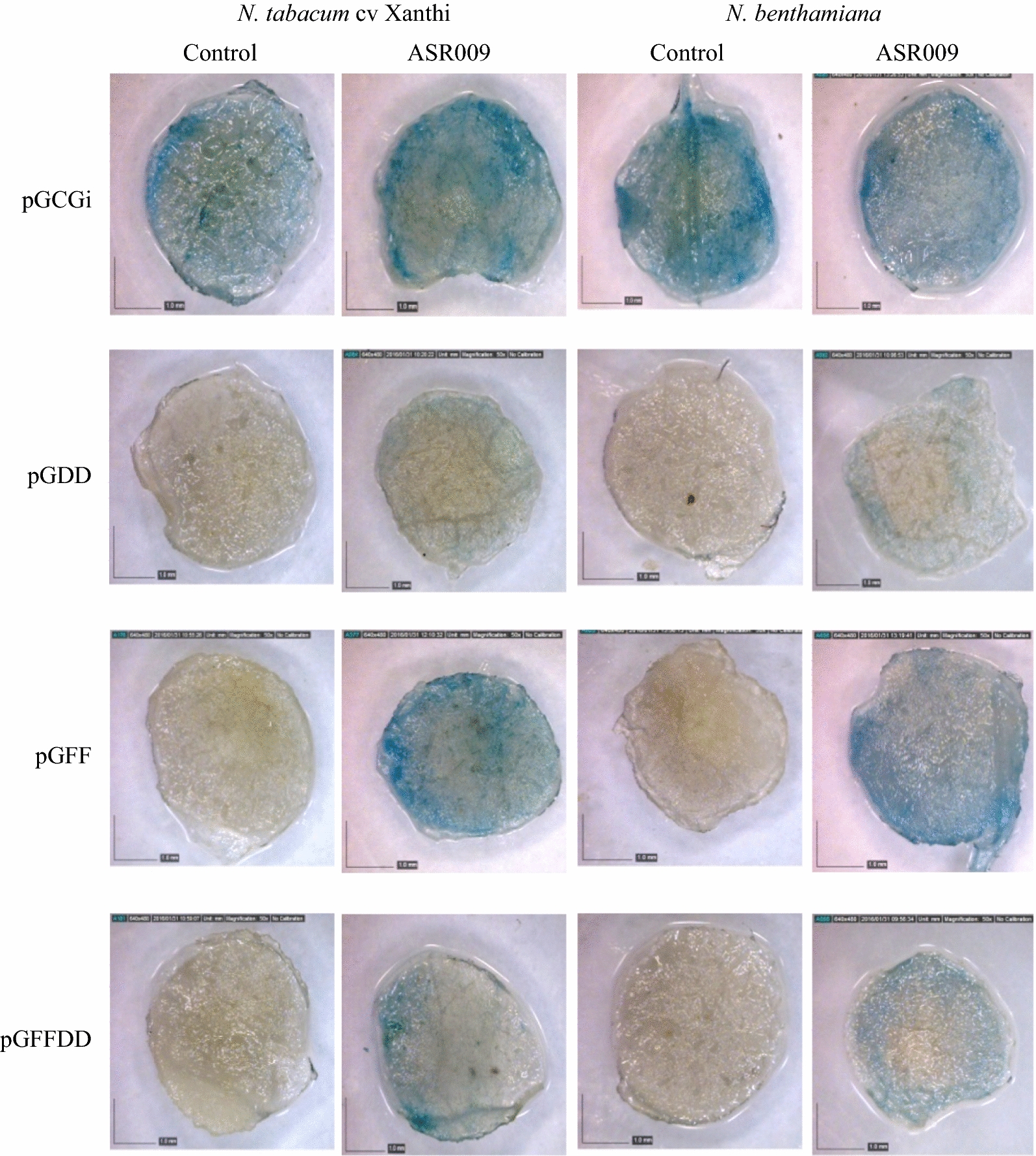 Fig. 6