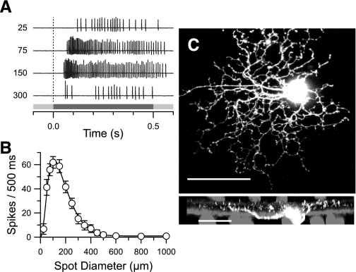 Fig. 1.