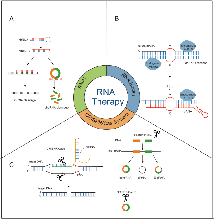 Figure 2