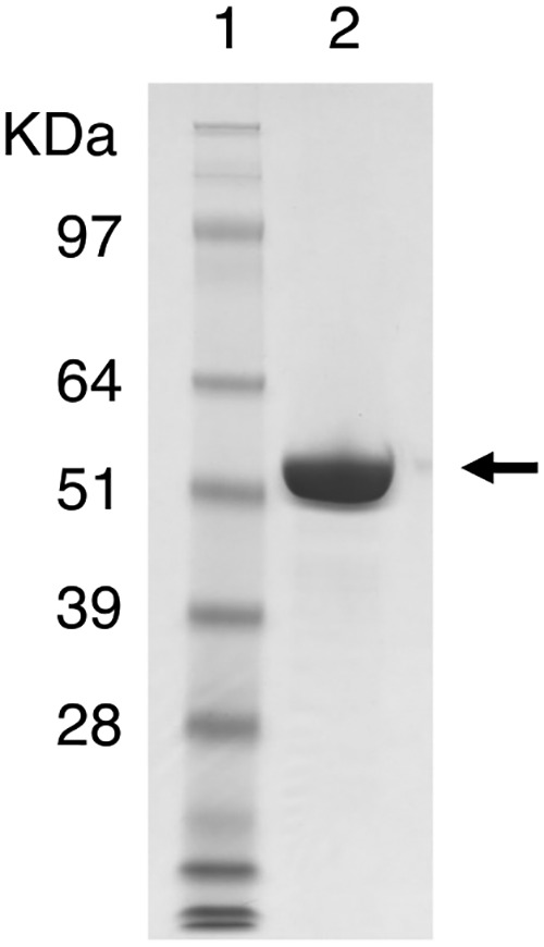 FIG 1