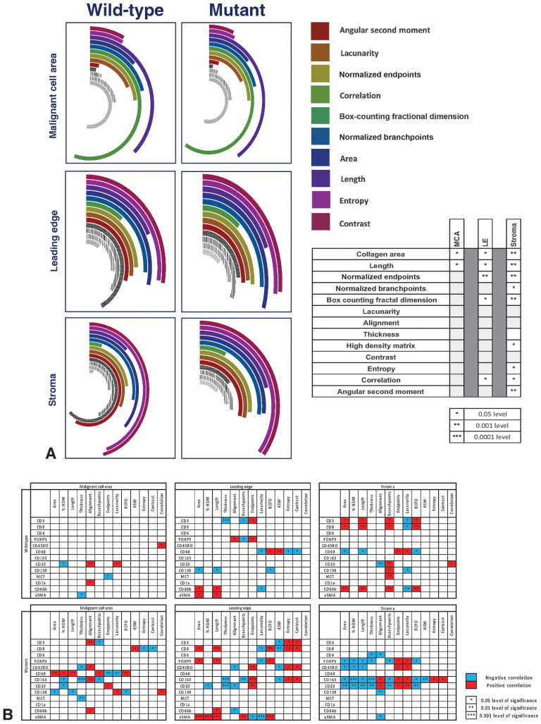 Figure 5. The collagen matrix of ARID1A-wildtype (ARID1Awt) and -mutant (ARID1Amut)CCOC and relationship with immune infiltrates. A, Collagen across the TME of ARID1Awt (n = 21) and ARID1Amut (n = 14) advanced CCOC FFPE samples was identified via Masson's trichrome and underwent structural and textural analysis with TWOMBLI and Haralick features. The radial bar chart displays variability in the structure and texture of collagen across the across the MCA, LE, and stroma. All results are normalized to allow direct comparison between both groups and across the different ROI. Significant values, calculated with Mann–Whitney test, are indicated in the adjoining table. B, Correlations between the collagen matrix and immune cell markers for ARID1Awt and ARID1Amut CCOC, including across the MCA, LE, and stroma. Significance is indicated by stars, with a positive association shown in red and a negative association in blue.