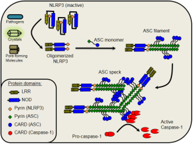 Figure 1.