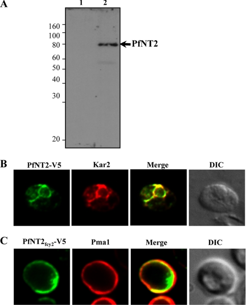 FIGURE 5.