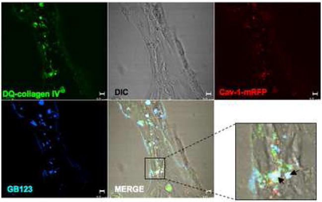 Figure 4