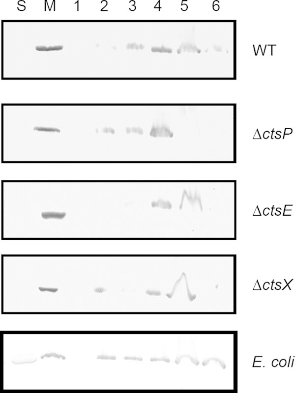 FIG 6