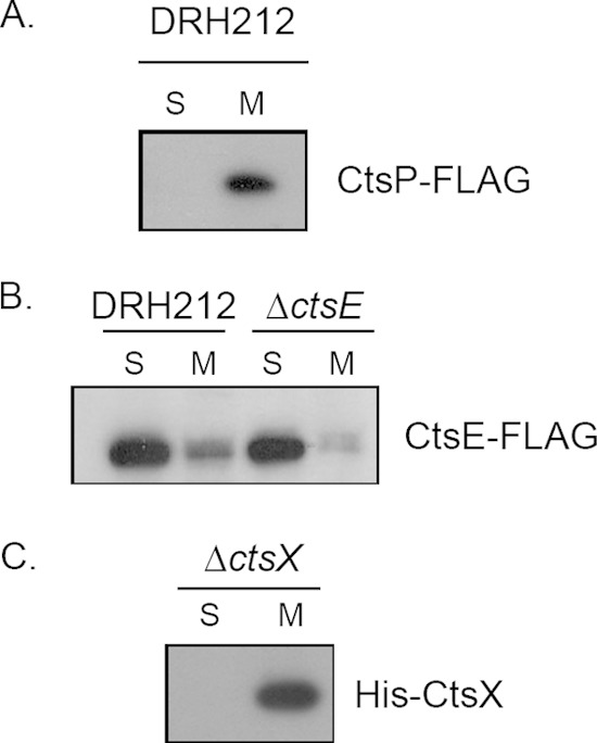 FIG 2