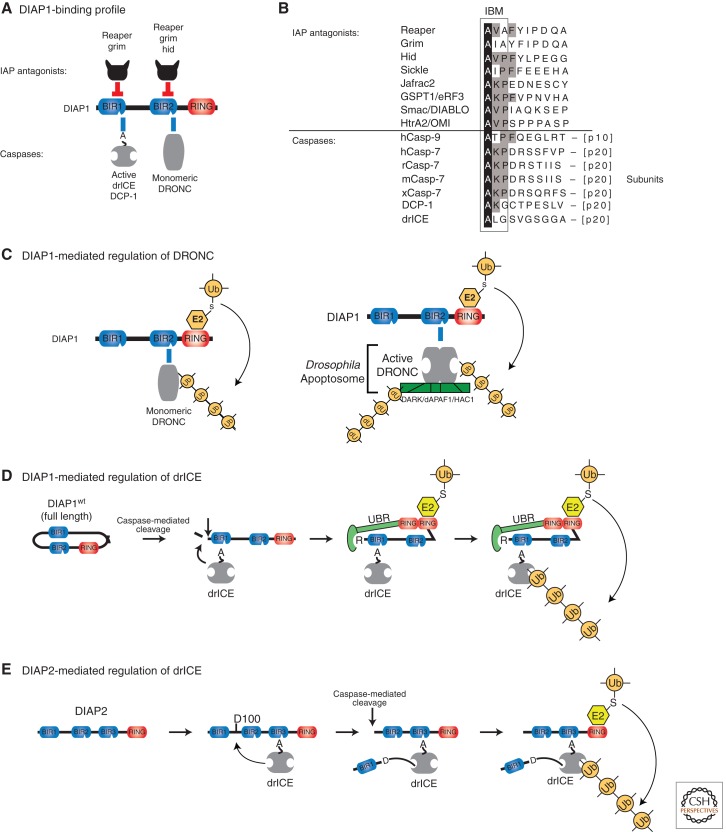 Inhibitor of Apoptosis (IAP) Proteins–Modulators of Cell Death and ...