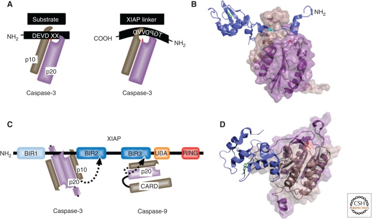 Inhibitor of Apoptosis (IAP) Proteins–Modulators of Cell Death and ...