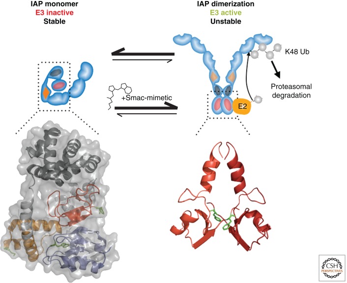 Inhibitor of Apoptosis (IAP) Proteins–Modulators of Cell Death and ...